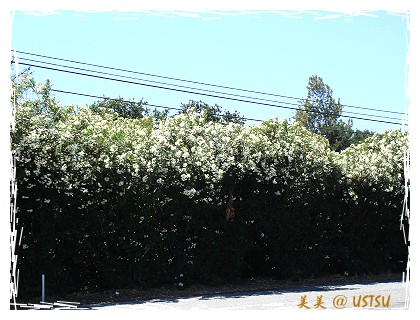 oleander_roadSide.jpg