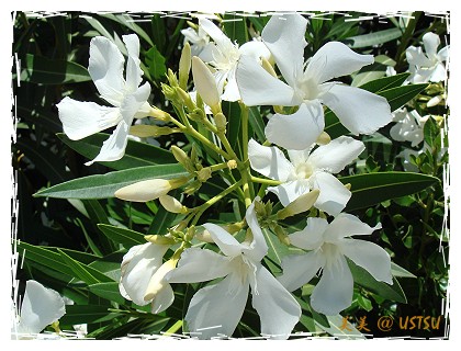 oleander_white.jpg