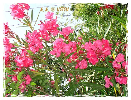 oleander_pinkAll.jpg