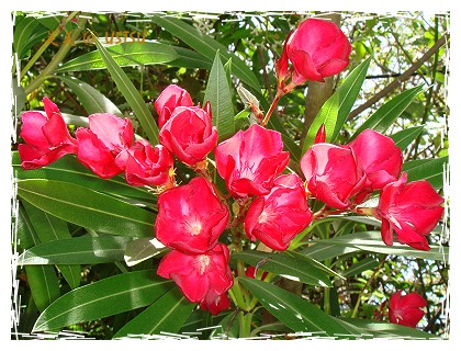 oleander_Redpink.jpg