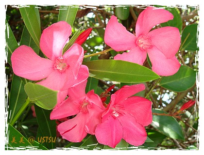 oleander_pink.jpg