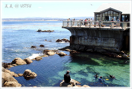 montereyAquarium_dive.JPG