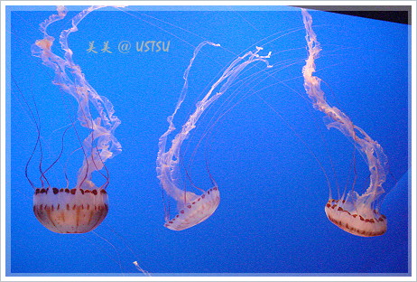 montereyAquarium_jelly1.JPG