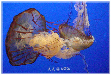 montereyAquarium_jelly2.JPG