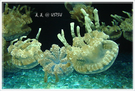 montereyAquarium_jelly3.JPG