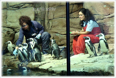 montereyAquarium_penguin.JPG