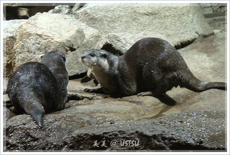 montereyAquarium_otter2.JPG