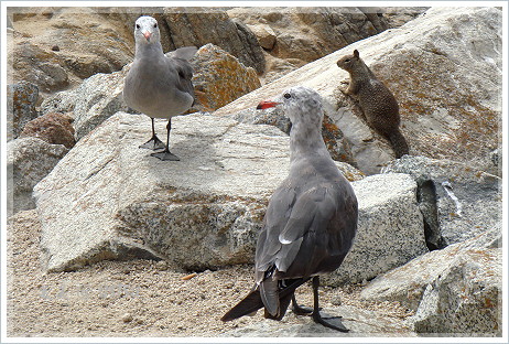 17mile_seagulls&squirrel.JPG