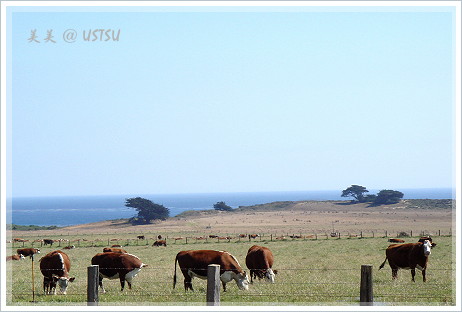 bigSur_cows.JPG