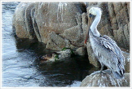 fishermansWharf_bigBird.JPG