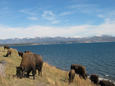 bYellowstone lake ǪHotel