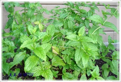 myGarden_mint.JPG