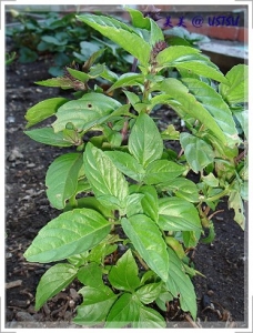 myGarden_basil.JPG