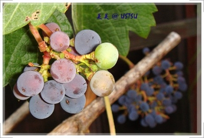 myGarden_grape.JPG