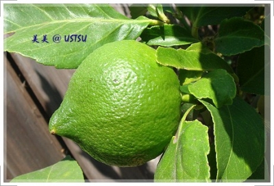 myGarden_lemon.JPG