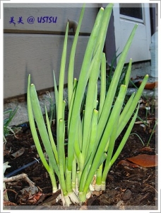 myGarden_onion.JPG