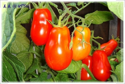 myGarden_tomato.JPG