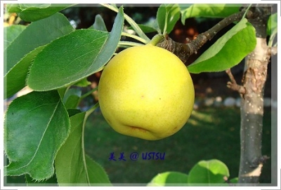 myGarden_pear.JPG