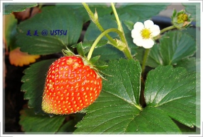 myGarden_strawberry.JPG