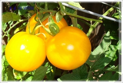 myGarden_tomatoYellow.JPG