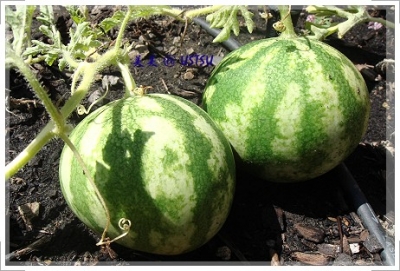 myGarden_watermelon.JPG