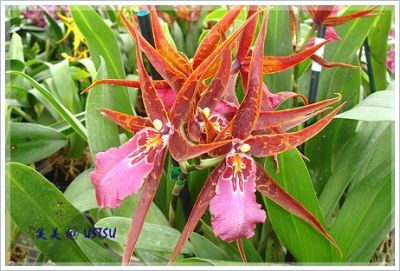 orchid_darkRed.JPG