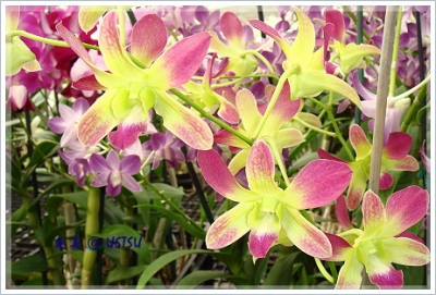 orchid_greenPink.JPG