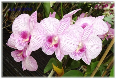 orchid_pink.JPG