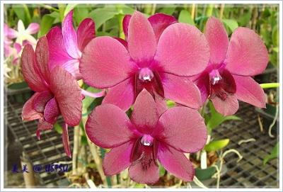 orchid_red.JPG