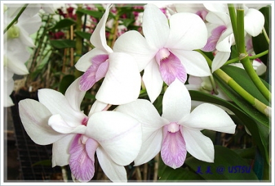 orchid_white.JPG