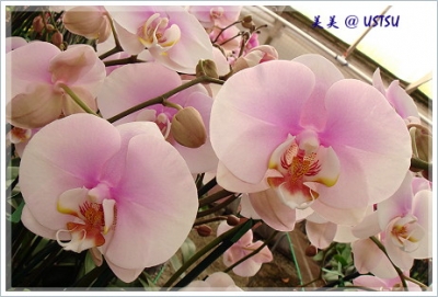 orchid_pinky.JPG