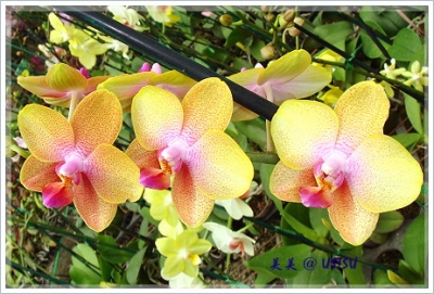 orchid_yellowRed.JPG