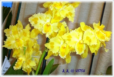 POSorchid_yellow.JPG