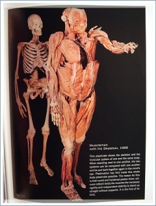 bodyWorlds_musleSkelton.JPG