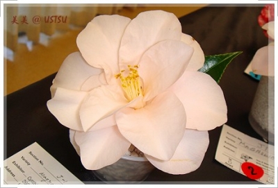 Copy of Magnoliaeflora.JPG