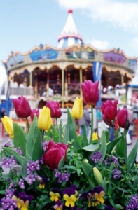 Tulips Pier39.jpg