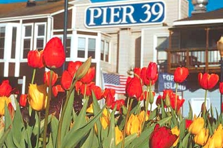 Tulips Pier39-2.jpg