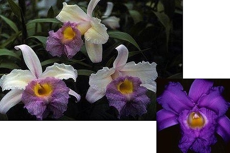 Sobralia.jpg