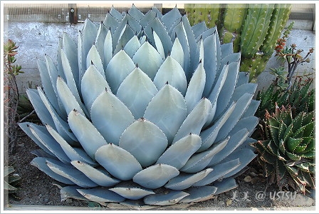 gambleGarden_artichoke.JPG