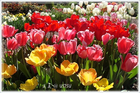 gambleGarden_tulips.JPG