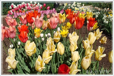 gambleGarden_tulips2.JPG