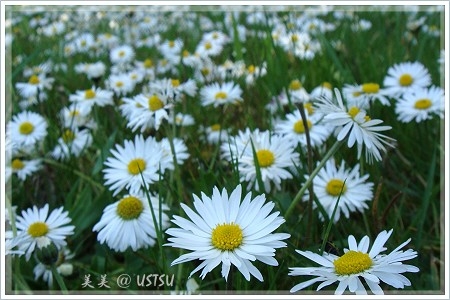 foothillsPark_flowers.JPG