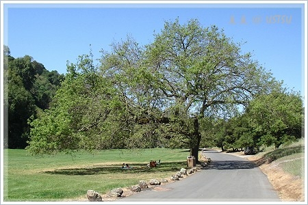 foothillsPark_tree.JPG