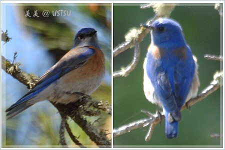 birds_blueBird2.jpg