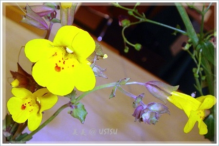 Copy of Common Monkey Flower.JPG