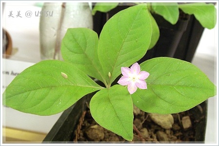 Copy of Pacific Starflower.JPG