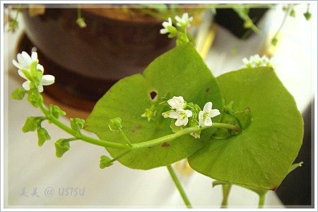 Copy of Miner's Lettuce.JPG