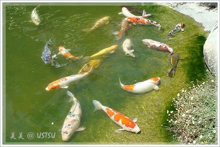 hakoneGardens_koi.JPG