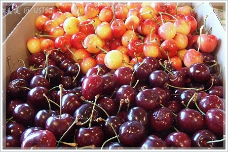 cherryFestival_cherry1.JPG