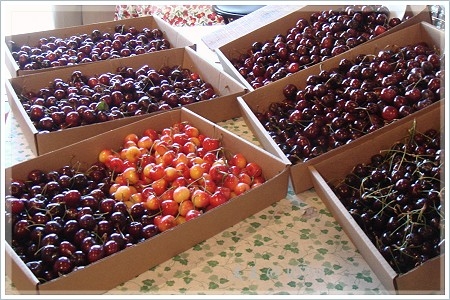 cherryFestival_cherry2.JPG